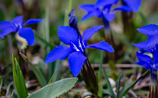 Daytime macro close-up of some flowering marsh gentian plants (Gentiana pneumonanthe) growing in a forest, shallow DOF
