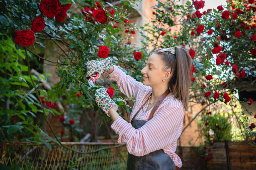 Beautiful senior woman with rose flowers in the garden.