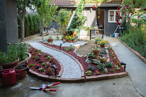 Yellow and red tulips, Sedum telephium 'Herbstfreude', Hosta sieboldiana on the flowerbed, sprinkler with red dyed mulch. Ornamental plants for landscaping.