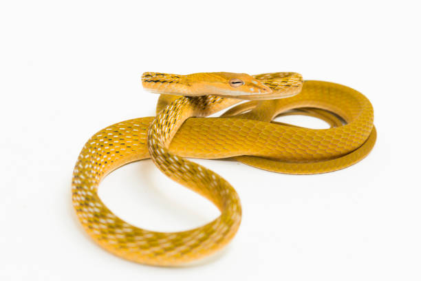 istock Yellow Asian vine snake hypo Ahaetulla prasina  on white background 1400978799