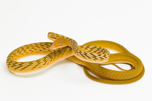 Yellow Asian vine snake hypo Ahaetulla prasina isolated on white background