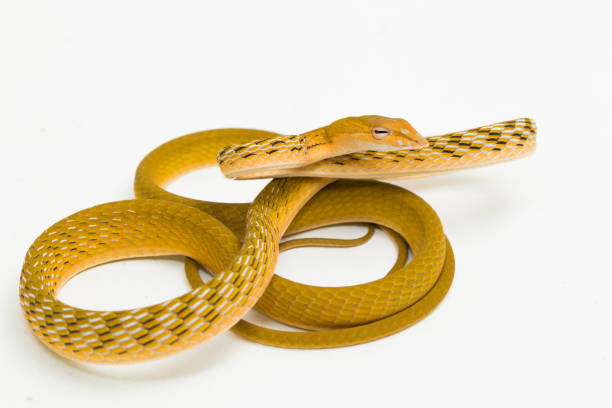 istock Yellow Asian vine snake hypo Ahaetulla prasina  on white background 1400979484