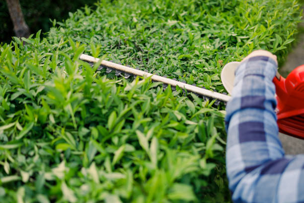 istock Competent gardener using modern electric trimmer for work outdoors. 1400980816