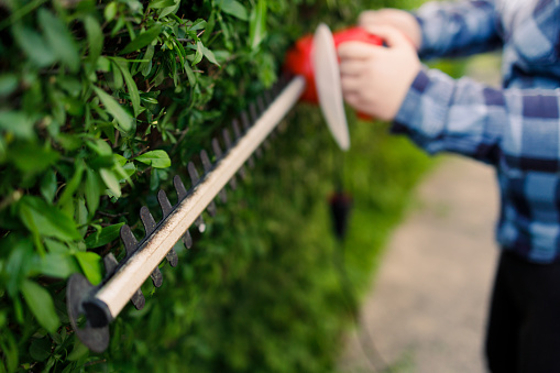 A worker is clipping a privet hedge.