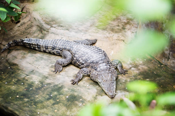 istock Crocodile Sunbathing on a rock At The Zoo 1400981039