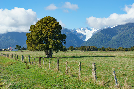 Tree in field near fence running along road in rural New Zealand Westaland with Fox Glacier in mountain background.