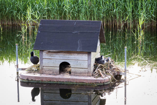 The coot standing on its man-made nest, with its chicks on the back of the nest, photo taken in the village of Zoutkamp, province of Groningen