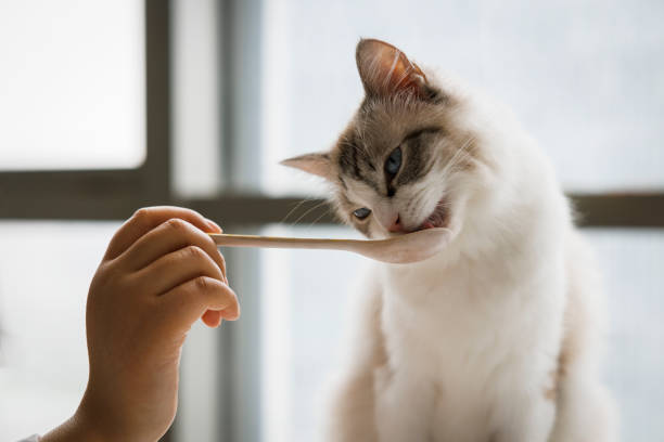 istock The woman is feeding the kitten 1400981308
