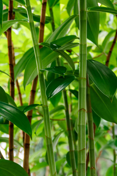 istock Green nature tropical mini bamboo plant with blurry and soft focus background for exotic asian wallpaper 1400982281