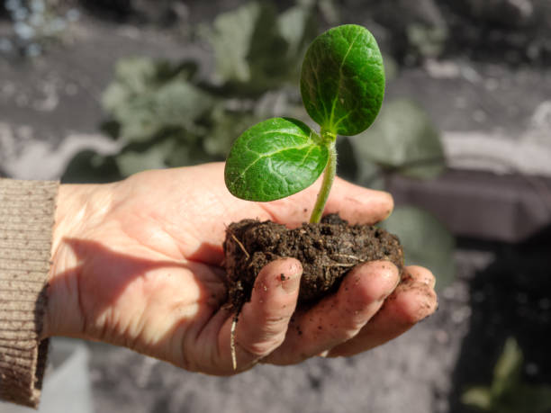 istock green sprout in the palm 1400982333