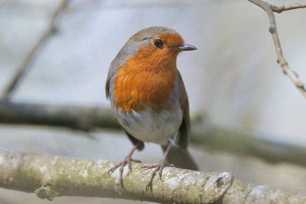 istock The European robin 1400984716