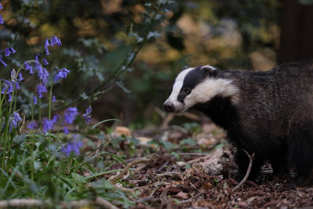 istock The European badger 1400984748