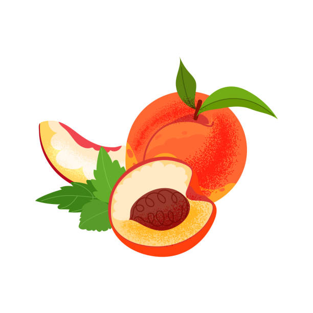 ilustrações, clipart, desenhos animados e ícones de pêssegos maduros, fundo branco inteiro e fatiado. ilustração plana vetorial de frutas de verão - nectarine