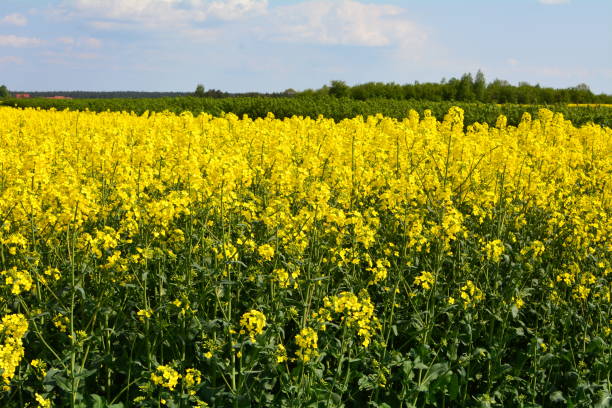 istock view of a blooming rape field 1400986359