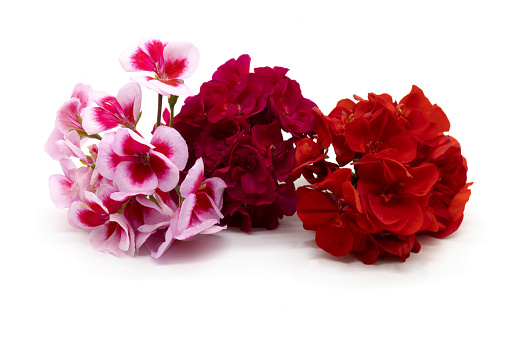 Flowers isolated on white background