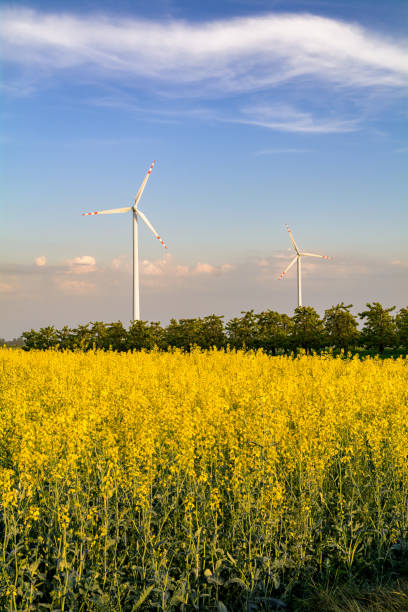 view of the windmills and a blooming rape field
