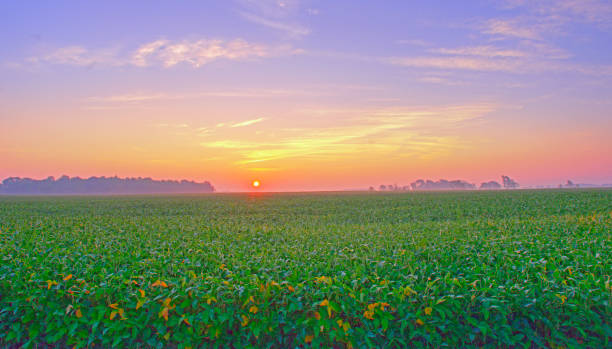 istock Soybean field at sunrise-Tipton County, Indiana 1400988241