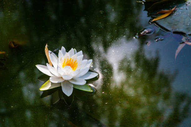 loto in fiore - lotus single flower water lily water foto e immagini stock