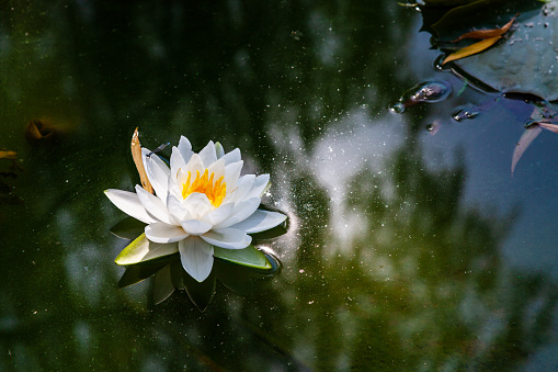 blooming lotus