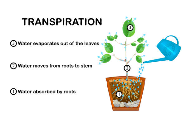 Transpiration stages in plants. Diagram showing transpiration in plant. vector art illustration