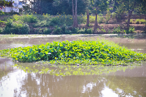 ฺGran grupo de plantas verdes de jacinto de agua flotante natural (Eichornia crassipes) en el río photo