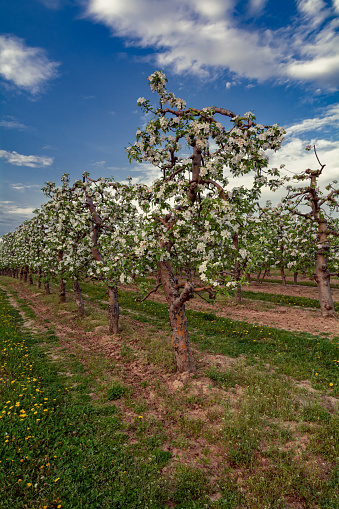 orchard of blossoming apple trees in spring