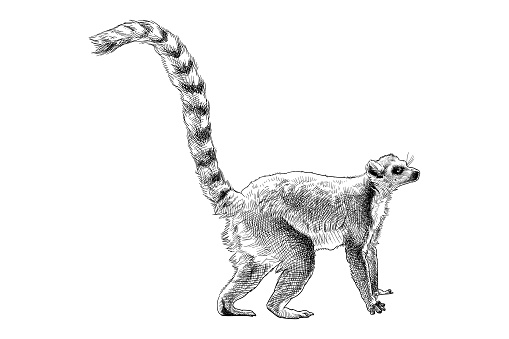 Hand drawn illustration of a lemur.