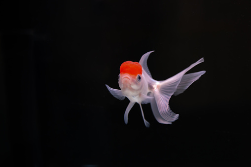 Goldfish Aquarium. Goldfish on black background