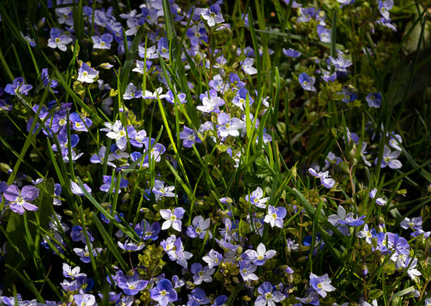 istock many small blue Veronica filiformis flowers in the grass 1400993188