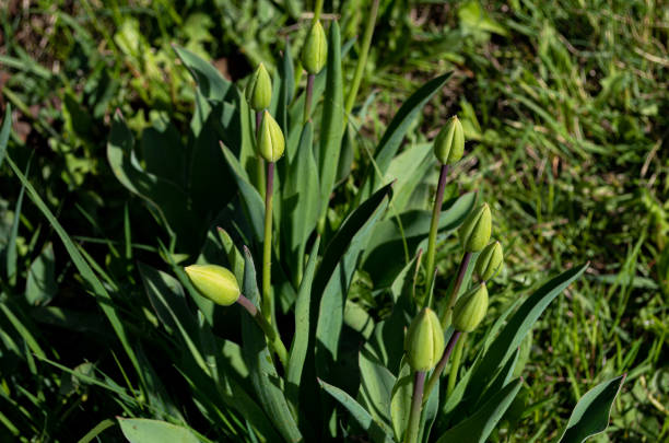 istock unopened tulip buds. young tulips grow 1400993362