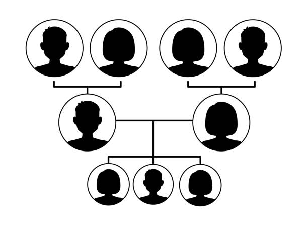 Family tree isolated on white background. Family silhouette genealogical tree. Family tree isolated on white background. Family silhouette genealogical tree. Avatars portraits in circular frames connected by lines. Vector stock family tree chart stock illustrations
