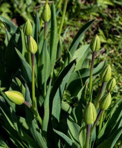 istock unopened tulip buds. young tulips grow 1400993425