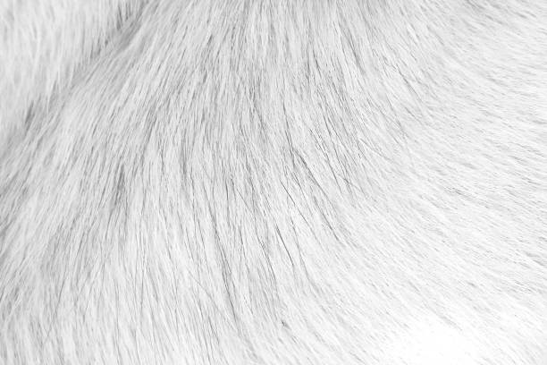 istock White furry dog short texture with smooth patterns for background 1400994274