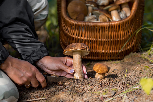 Mushroom picking. Porcini mushrooms. A beautiful basket of vines with mushrooms.