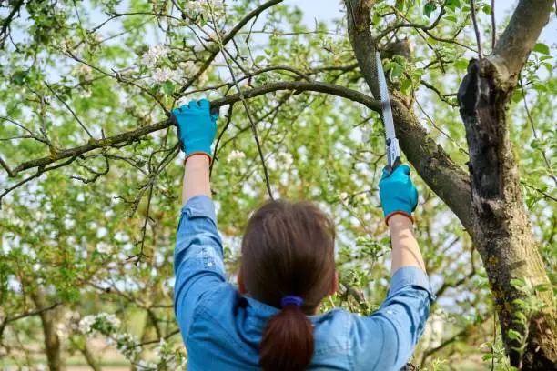 Woman gardener in gloves with garden saw cutting down a dry branch on an apple tree. Garden work, orchard care, gardening concept