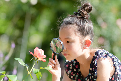 A girl looking at a rose with a magnifying glass