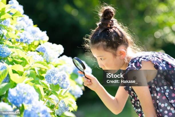 虫眼鏡であじさいの花を眺める少女