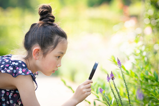 A girl looking at flowers and bees with a magnifying glass