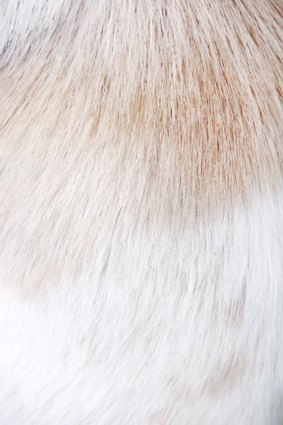 istock White light brown dog fur smooth texture natural patterns for background 1400995219