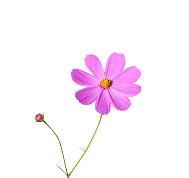 istock Fresh pink mexican aster ( cosmos bipinnatus) and bud isolated on white background  clipping path , nature blooming and bud 1400995403