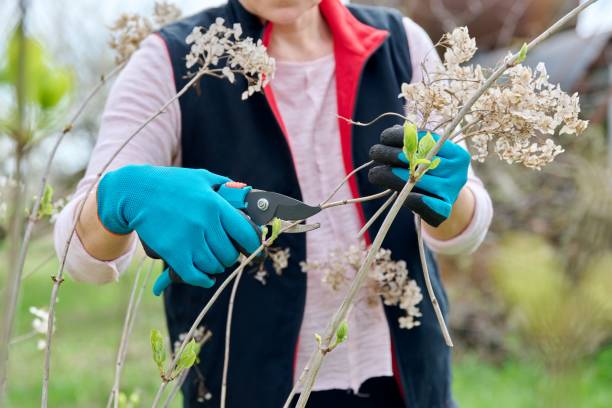 istock Hands of female gardener in gloves with secateurs pruning hydrangea bush 1400995408