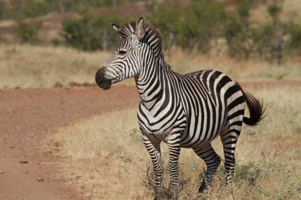 istock Portrait of an African zebra 1400996119