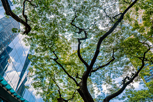 Looking up cityscape office buildings through trees during day time