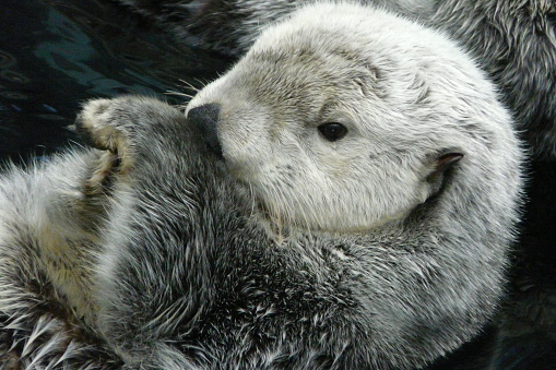beauty otter mammal animal world
