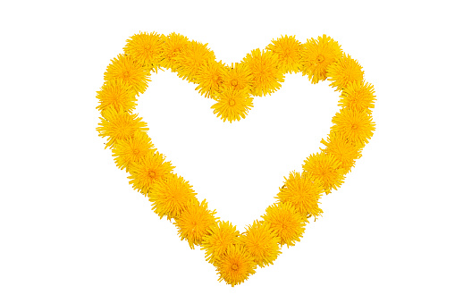 A heart of yellow dandelion flowers on a white background. Copy space