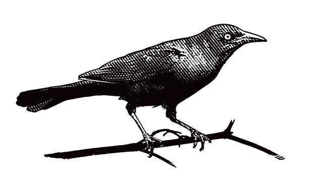 흰색 배경에 커팅 된 일반적인 grackle - quiscalus stock illustrations