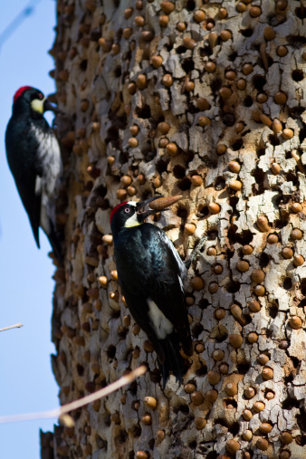 Acorn Woodpeckers on a tree in California