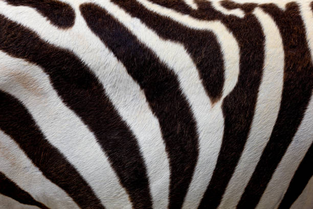 istock Close up skin The burchell zebra is black and white for wildlife texture and pattern 1400999412