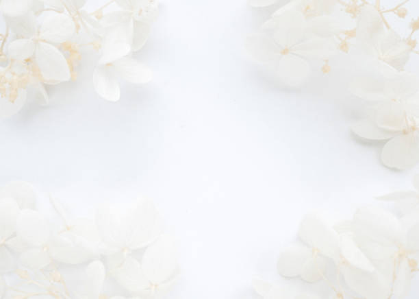istock Flowers composition. Frame made of white flowers hydrangea on white background. Valentines day, mothers day and womens day concept 1401000698