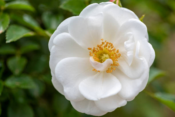 istock Fully open white rose with bud alongside shot in a rose garden. 1401001455